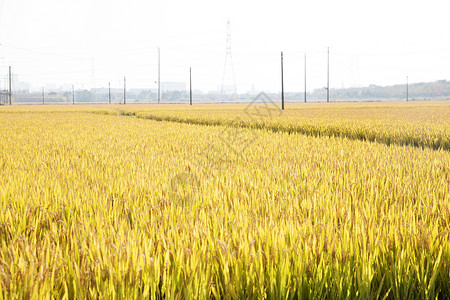 秋天田间的水稻田背景图片