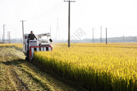 收割机器农民伯伯收割水稻背景