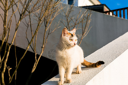 看着远方的猫猫背景