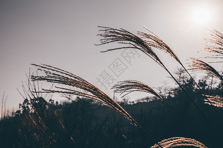 风中的草夕阳芦苇背景