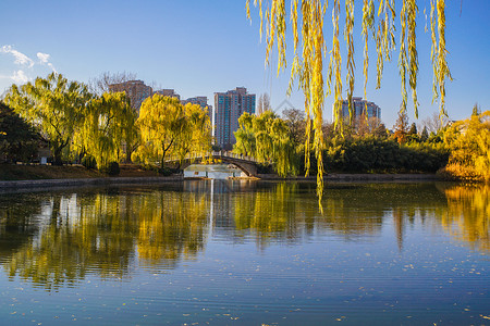 北京紫竹院公园深秋河边景色高清图片