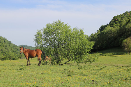 宝鸡关山牧场草原马匹高清图片