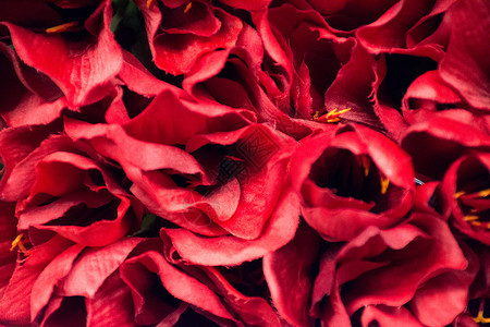 火红的玫瑰花瓣图片