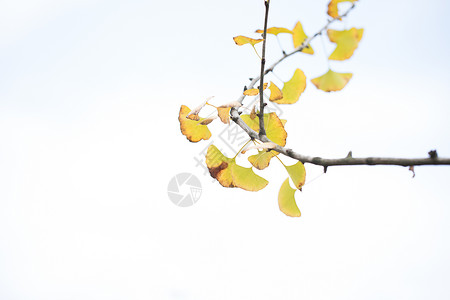 秋天黄叶落叶高清图片素材