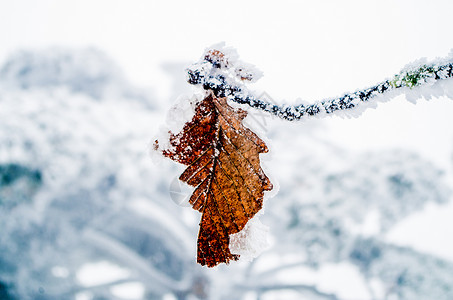 叶上结满了霜雪景树叶背景