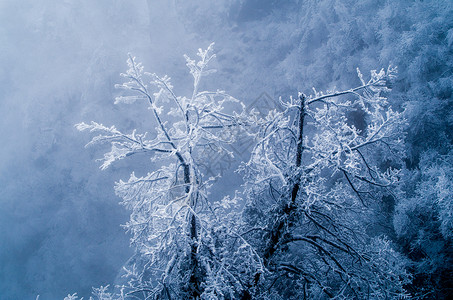 过年雪景黄山雾凇雪景背景