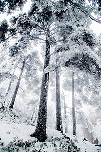 黄山雾凇雪景新年高清图片素材