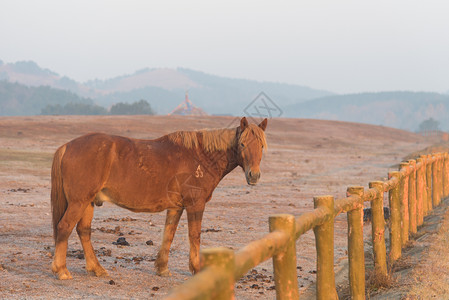 武汉木兰草原马场的马背景图片