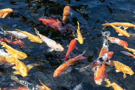 上钩的金鱼水池里的金鱼锦鲤背景