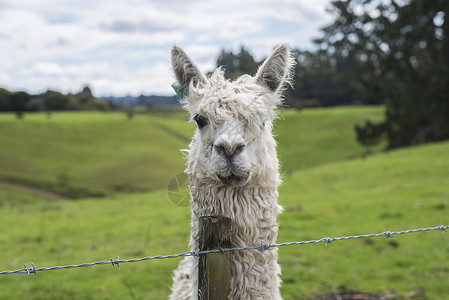 新西兰动物新西兰罗托鲁拉动物园的羊驼背景