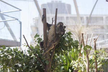 澳大利亚悉尼动物园考拉背景