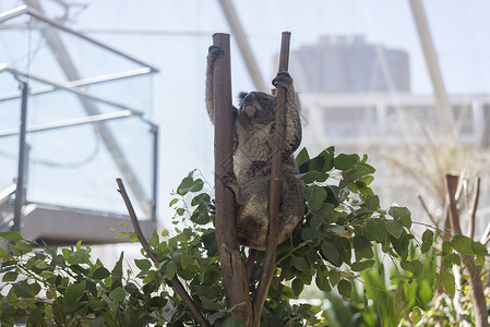 澳大利亚悉尼动物园考拉背景