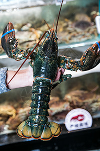 鲜活的大龙虾生鲜高清图片素材