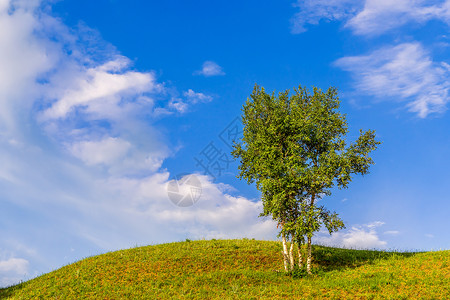 内蒙古坝上乌兰布统蓝天白云与大树图片