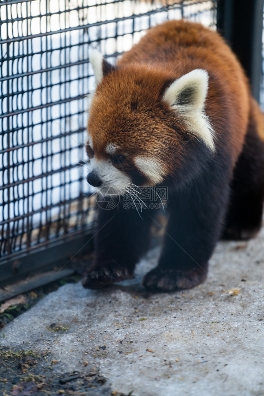 北海道动物园小熊猫图片