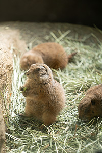 北海道动物园土拨鼠高清图片