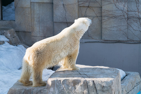 北海道动物园北极熊特写图片