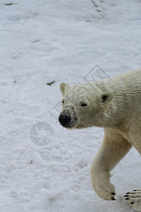 北海道动物园北极熊特写高清图片