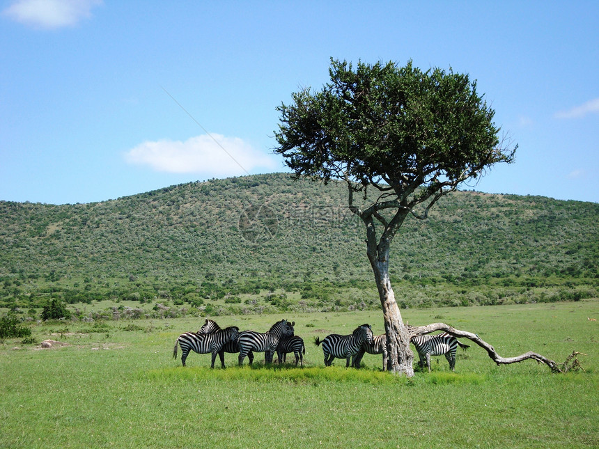 肯尼亚马赛马拉国家公园图片