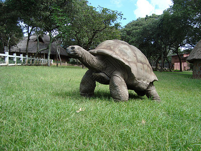 海龟科动物津巴布韦百年巨龟背景