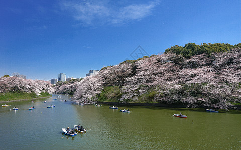 日本游海报东京盛开河畔樱花背景