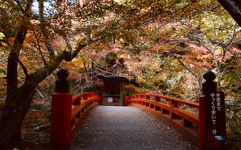 红色日本银莲花京都红叶红色拱桥背景