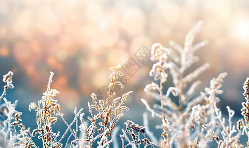 大寒积雪刮脸霜高清图片