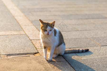 看夕阳猫素材夕阳下的流浪猫背景