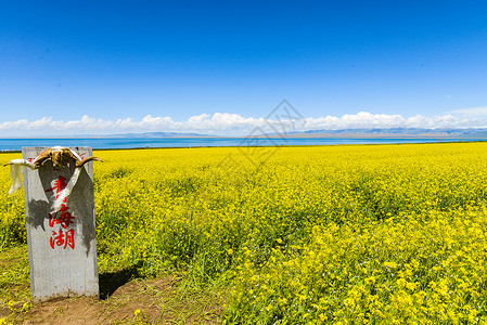 青海湖油菜花田高清图片