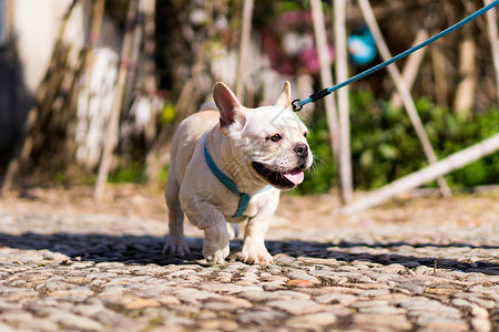 秋天的法斗法斗犬栌斗高清图片