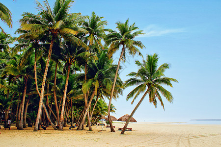 三亚椰子树海南三亚的椰林参天背景