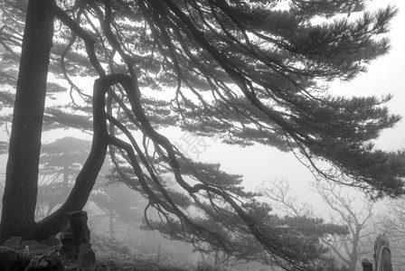 安徽黄山雾凇雾气高清图片素材