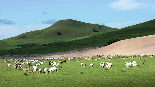 草原上的羊群背景图片