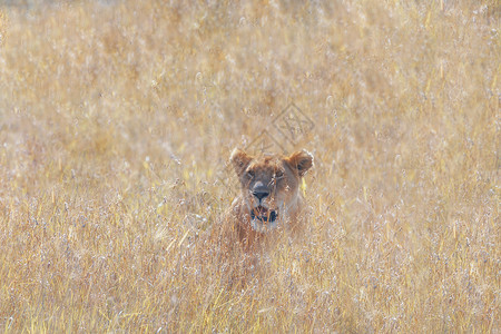 非洲大草原的狮子图片