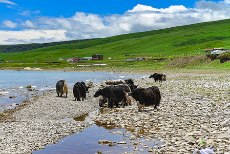 牦牛坪青海湖旁的牦牛背景