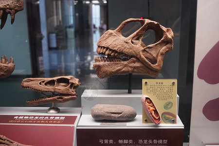 云南恐龙化石远古高清图片素材