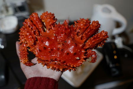 红色大榜蟹日本特产花咲蟹背景