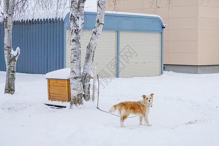 雪地汪北海道雪高清图片