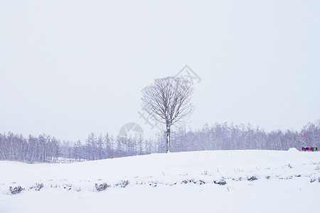 日本北海道富良野雪景图片