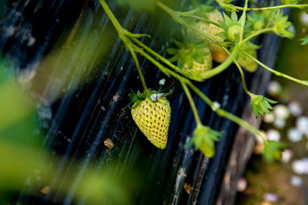 未成熟的草莓背景图片