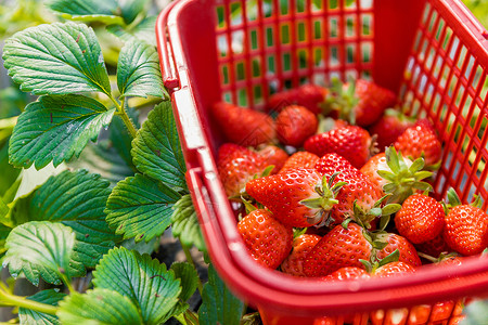 大棚草莓红色垃圾箱高清图片