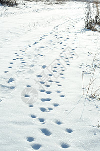 雪地动物脚印背景图片