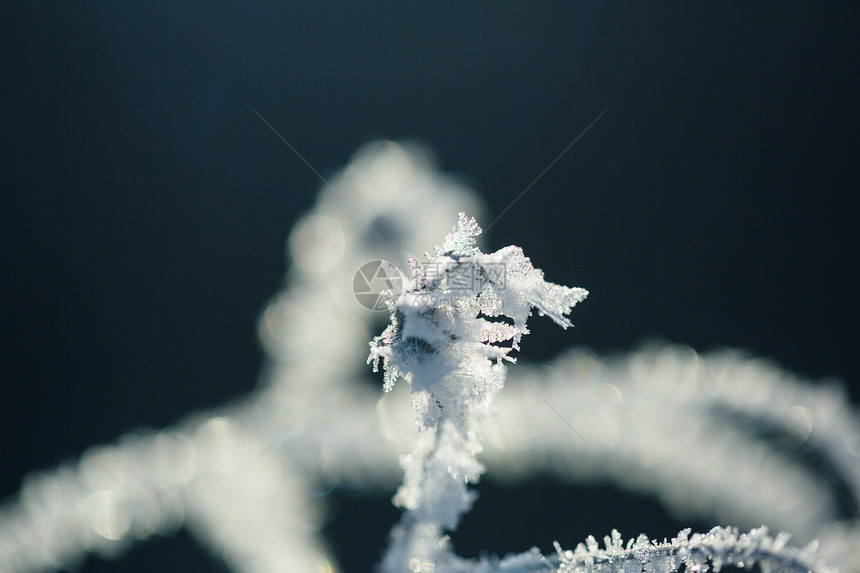 树枝雾凇雪花特写图片