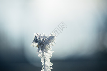树枝雾凇雪花特写背景图片