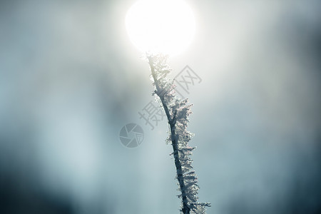 树枝雾凇雪花特写背景图片