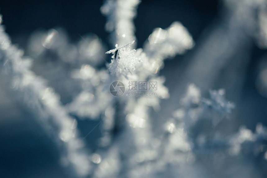 树枝雾凇雪花特写图片