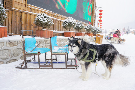 拉雪橇的狗狗拉爬犁背景