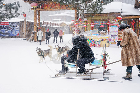 狗雪地狗拉爬犁背景