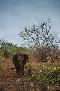 斯里兰卡野生大象高清图片