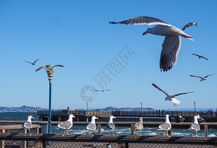 美国旧金山渔人码头海鸥高清图片